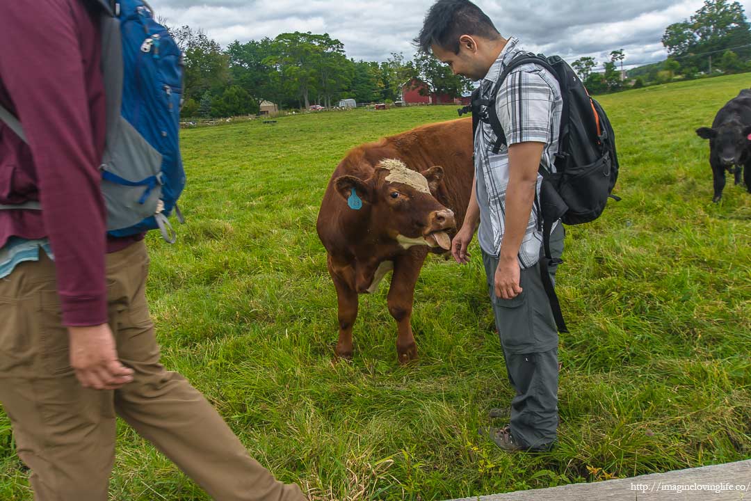 cows